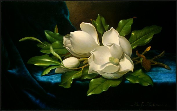 Martin Johnson Heade Giant Magnolias on a Blue Velvet Cloth